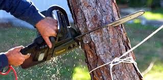 How Our Tree Care Process Works  in  Velva, ND