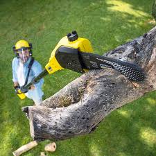 Lawn Maintenance Plans in Velva, ND